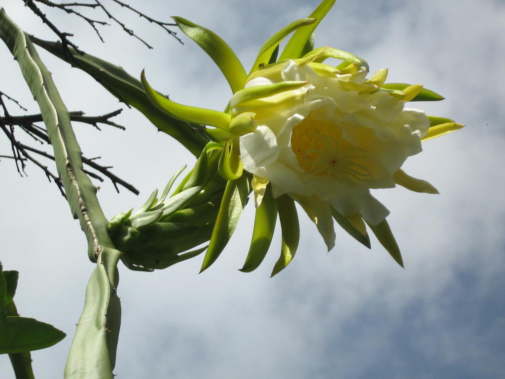 Posada El Jardin Ticul Zewnętrze zdjęcie